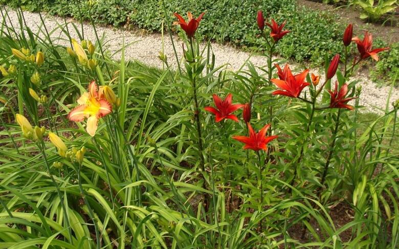 Liliowce (z lewej) i lilie (z prawej) są prawdziwą ozdobą ogrodu. Trzeba jednak wiedzieć, że lilie są znacznie bardziej wymagające.