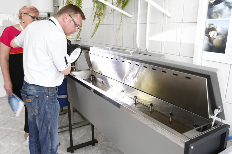 Rzeszowski MPWiK testuje system kontroli jakości wody wykorzystujący małże. 
