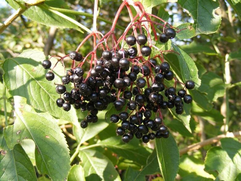Owoce i kwiaty czarnego bzu świetnie nadają się na przetwory, a przy tym mają cenne właściwości lecznicze.