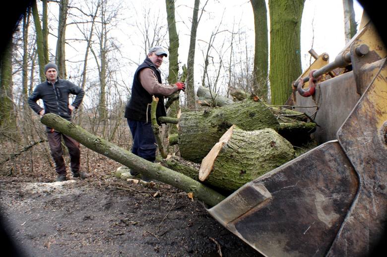 Ogławianie drzew w Studzieńcu dobiegło końca. Wycinkę dokończy wykonawca inwestycji, którego poznamy w przeciągu kilku tygodni.