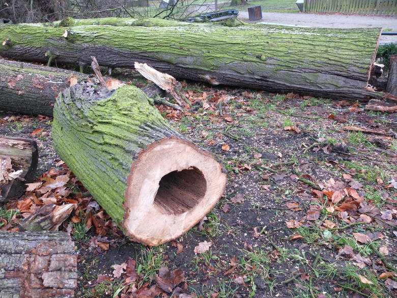 Wycinka drzew w Parku Nadodrzańskim w Opolu. 