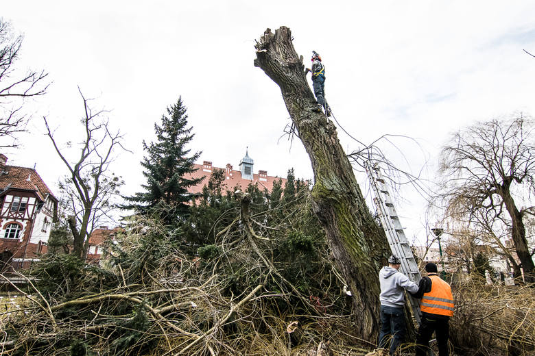 Wczoraj drzewa cięto w ogrodzie botanicznym w Bydgoszczy.