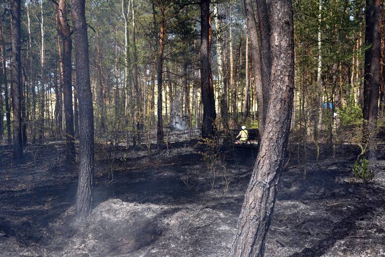 Pożar lasu w Kluczach pomiędzy Pustynią Błędowską a zakładem Velvet Care, 3 maja 2024 roku
