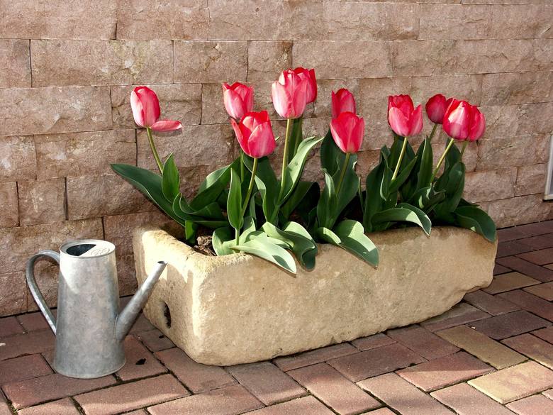 W balkonowych skrzynkach i doniczkach wczesną wiosną możemy także posadzić tulipany. Podobnie jak narcyzy – wiosną kupimy głównie miniaturowe, ale bardzo efektowne. Tulipany na balkon mogą mieć pojedyncze lub pełne kwiaty, w różnych kolorach, bywają też o dodatkowo paskowane lub cieniowane.