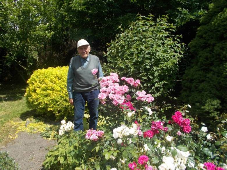 U państwa Winklerów w Ornontowicach kwitną najstarsze róże