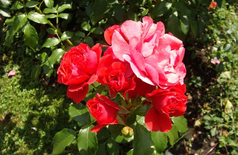 Kwiaty róży rabatowej Cherry Girl