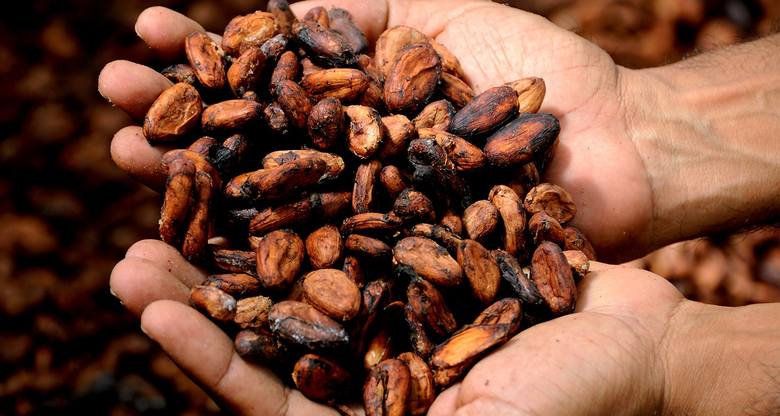 Rdzenni mieszkańcy Ameryki kakaowce zaczęli uprawiać już wiele wieków przed naszą erą.