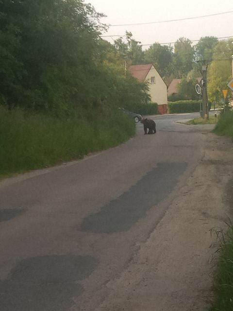 Niedźwiedź najpierw był widziany w okolicy stacji paliw na ul. Lwowskiej, potem przemieścił się w okolice osiedla Chruślice. Tam zauważyli go na ul.