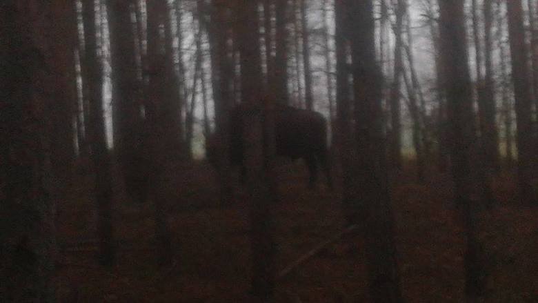 Żubr widziany w poniedziałek 14 grudnia w lesie między Dobrojewem a Gościnowem.