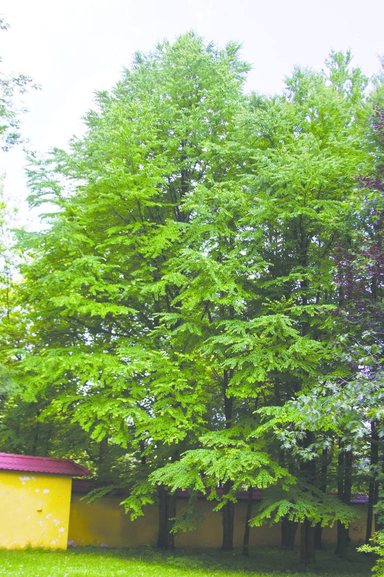 Jakie drzewa rosną w Parku Śląskim? Sprawdź [INTERAKTYWNA MAPA]