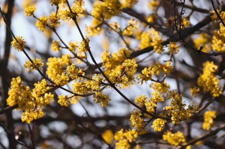 Dereń jadalny jest jednym z najwcześniej kwitnących drzew. Jego kwiaty najczęściej pojawiają się w marcu.