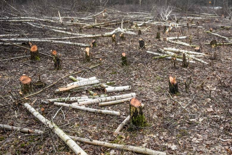 Zmiany PiS przegłosowane przez Sejm mają ograniczyć dziką samowolę w wycince drzew, która ma miejsce od 1 stycznia.