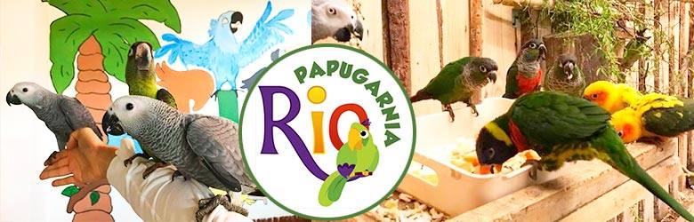 Na powierzchni 200 m2 można podziwiać aż 100 egzotycznych i malowniczych papug. Wizyta w Papugarni Rio nie jest ograniczona czasem, spotkanie z papużkami