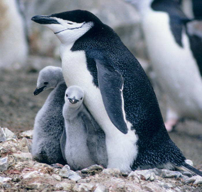 ROY i SILO, Central Park ZOOPara samców pingwinów z nowojorskiego zoo zasłynęła głównie dzięki swoim homoseksualnym zachowaniom. Dwa osobniki z gatunku