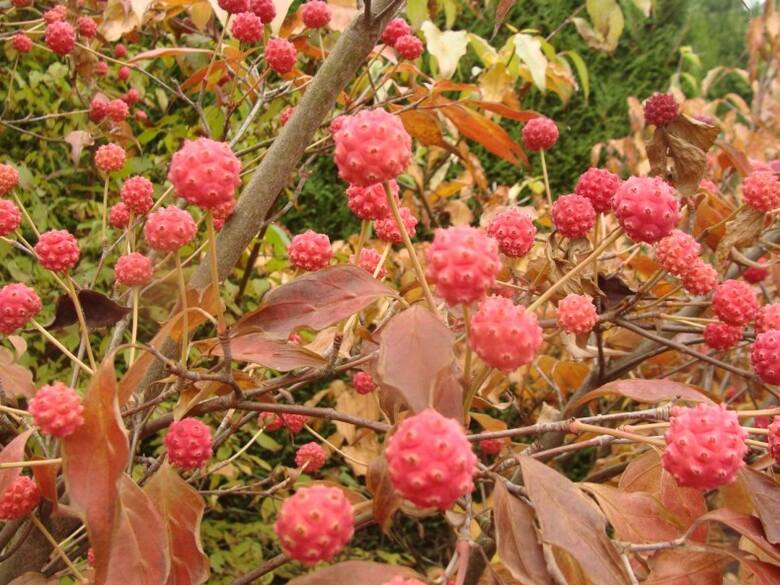 Jesienią ozdobą derenia Kousa są czerwone owoce i ładnie przebarwiające się liście. Owoce są jadalne, ale niezbyt smaczne.