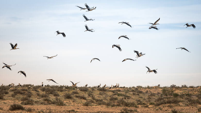 Stado migrujących bocianów przelatuje nad polem uprawnym