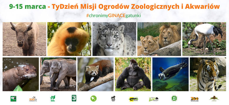 TyDzień Misji Ogrodów Zoologicznych. W Bydgoszczy to żubr przypomni, po co jest współczesne zoo