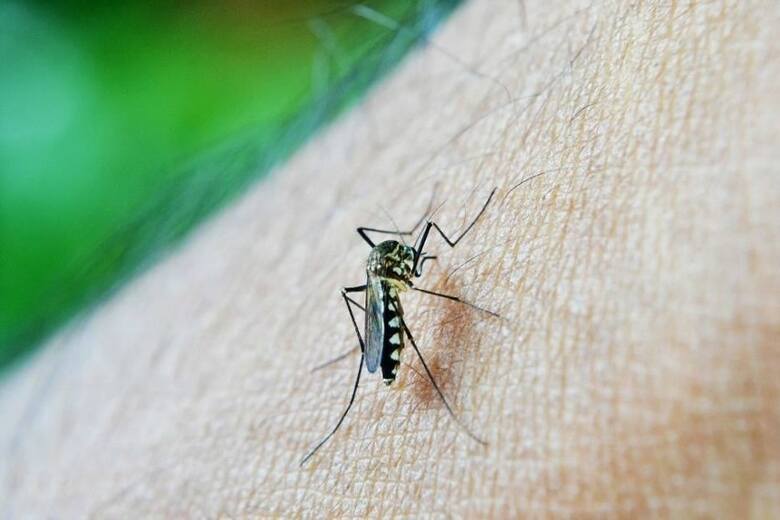 Akcje przeciw komarom prowadzone są w Oświęcimiu od 18 lat