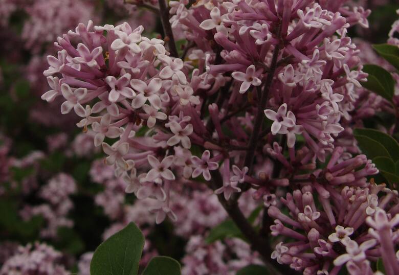 Lilak drobnokwiatowy i Meyera można uprawiać nawet w donicy na balkonie lub tarasie. Ich zaletą jest też to, że często kwitną dwa razy w roku.