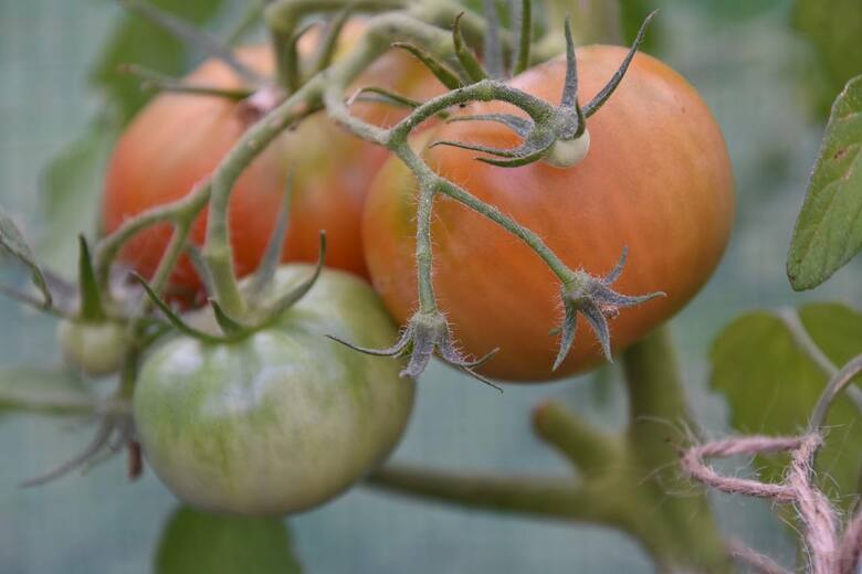 Zaraza na pomidorach to nie wszystko. Jak zwalczać choroby pomidorów? Brązowe plamy powinny niepokoić