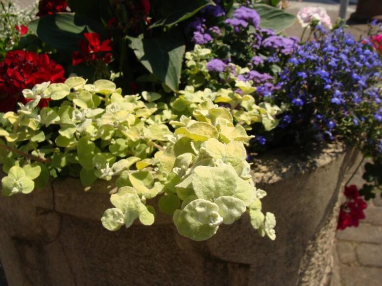 Kocanki włochate można sadzić ze wszystkimi kwiatami balkonowymi, które lubią słońce lub lekki cień.