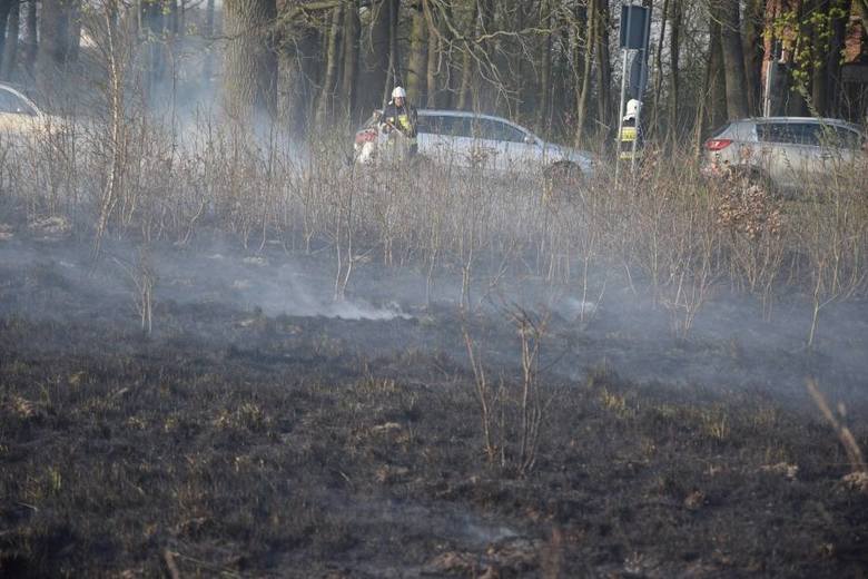 Około trzech hektarów lasu paliło się w okolicach Klęśnika między Stołcznem a Gwieździnem