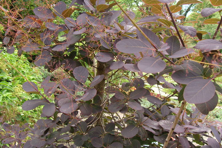 Bordowe liści perukowca