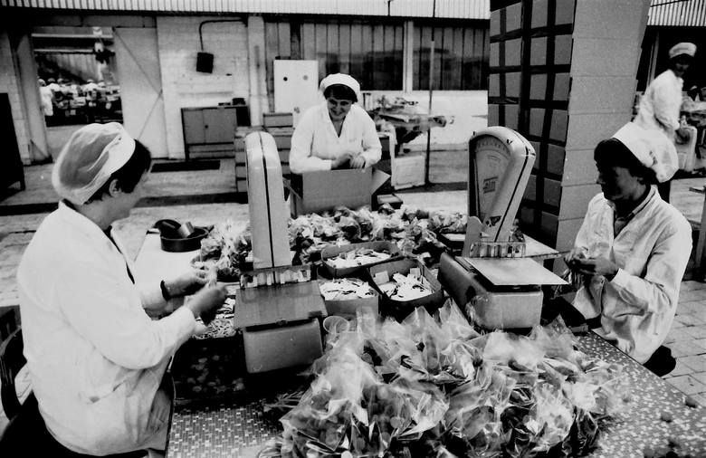 Ważenie i pakowanie słodkich wyrobów produkcji nowej „Pomorzanki” w 1983 roku