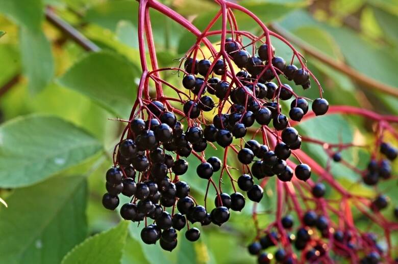 Owoce czarnego bzu są zebrane w tzw. baldachogrona, które zwisają w dół.