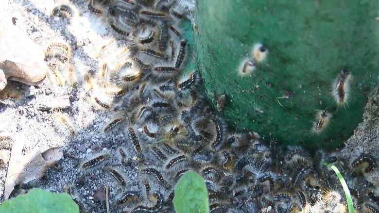 Gąsienice kuprówki w ogródku w Grodzisku.