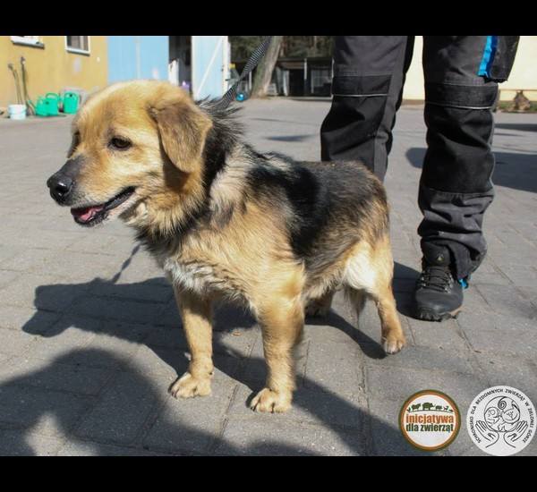 Te sulechowskie psy, które mieszkają w schronisku w Zielonej Górze, czekają na nowy dom. Może któryś z nich skradnie Twoje serce? 