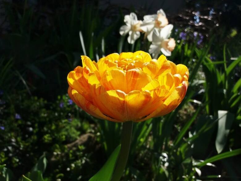 Wyjątkowo okazałe kwiaty maja tulipany piwoniowe (peoniowe).