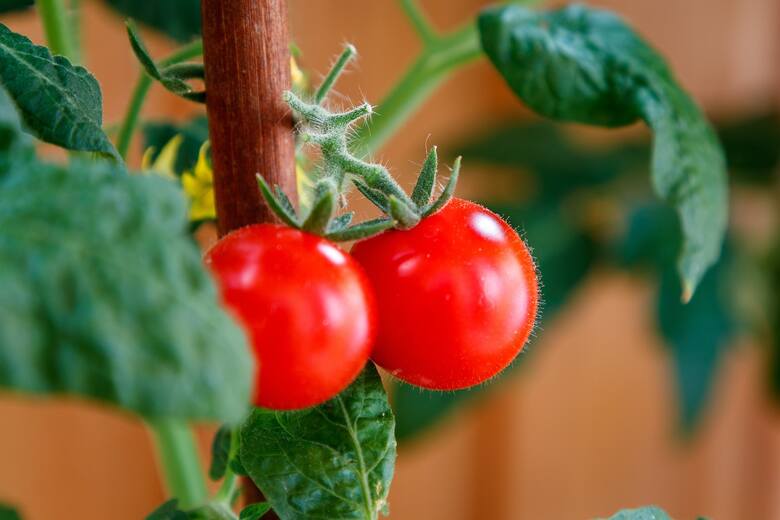 Czy i w 2024 roku ochłodzenie przyjdzie na tzw. zimnych ogrodników? Mogłoby zaszkodzić zbyt szybko posadzonym na zewnątrz pomidorom.