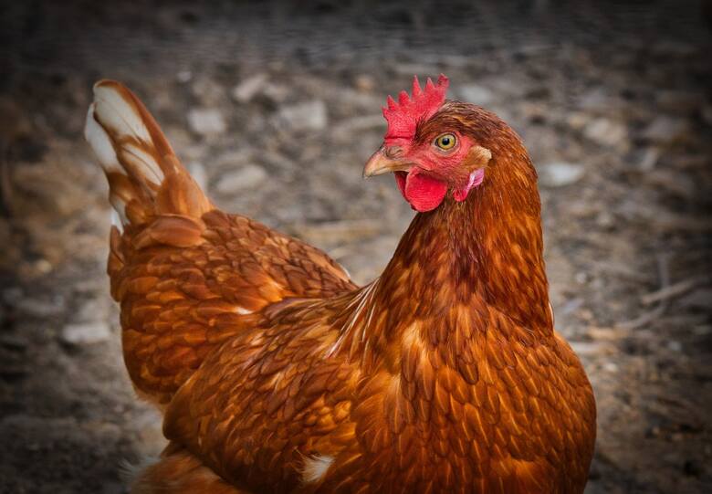 Ludzie będą mogli rozmawiać z kurczakami? Naukowcy z Tokio opracowali taki system