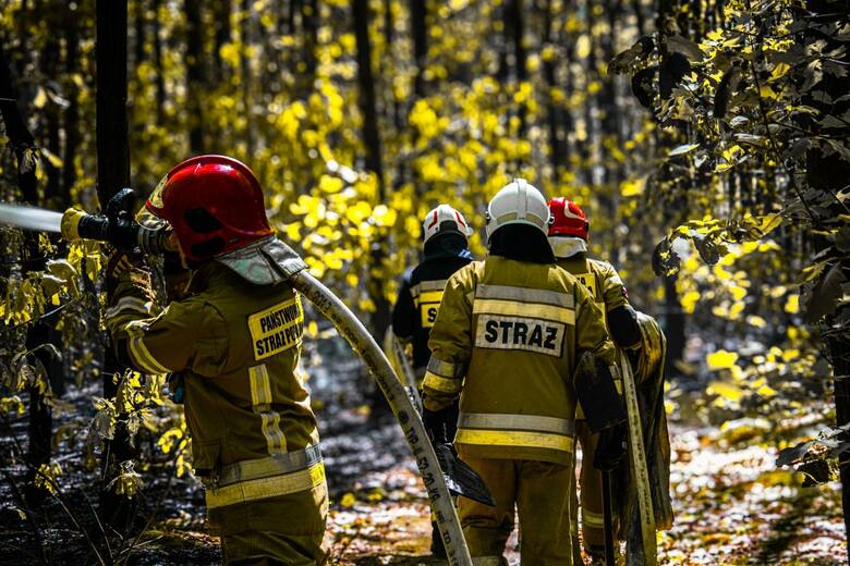 Pożar lasu w gminie Wolbrom (powiat olkuski) - 4 maja