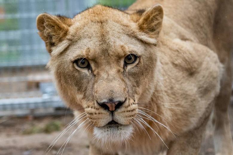 Zoo Poznań: Kociaki z Instagrama? Nie, to drapieżniki  - lwica Kizia i lew Leoś. Spokój odnajdą w azylu