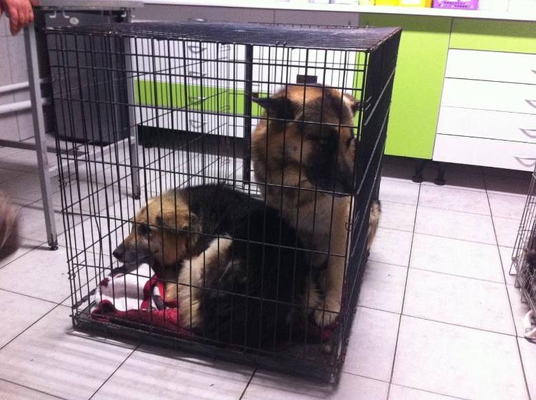 Psy zostały odebrane właścicielowi i przebywają obecnie w jednym ze schronisk poza Skierniewicami