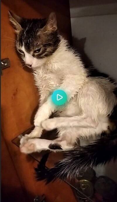 Pracownik znanego marketu torturował kota i chwalił się tym w internecie. Zdjęcia szokują!