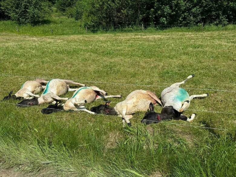 Wilki zabiły owce w Radochowie i Jaszkowej, polowały także koło Czarnego Boru