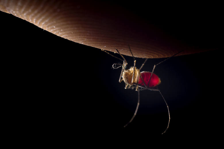 Komary na Śląsku: Nie ma deszczu - nie ma kąsania