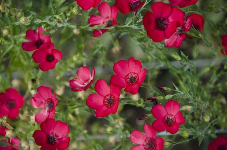 Len wielkokwiatowy ma kolorowe kwiaty. Szczególnie popularna jest odmiana "Rubrum" o czerwonych kwiatach.