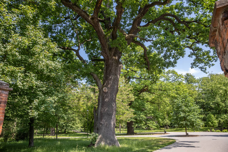 Miejskie drzewa często żyją w trudnych warunkach, będąc narażone na okresową suszę i wysokie temperatury