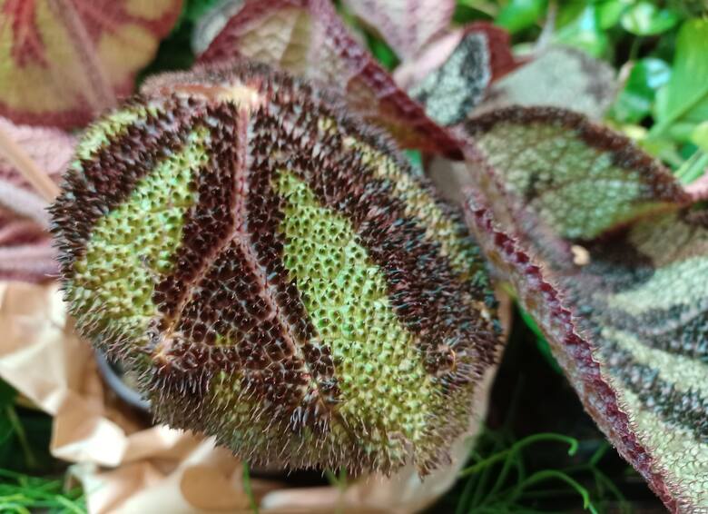Begonia Masona to roślina doniczkowa o fantazyjnych liściach. Sprawdź, jak ją uprawiać w domu. To łatwe!