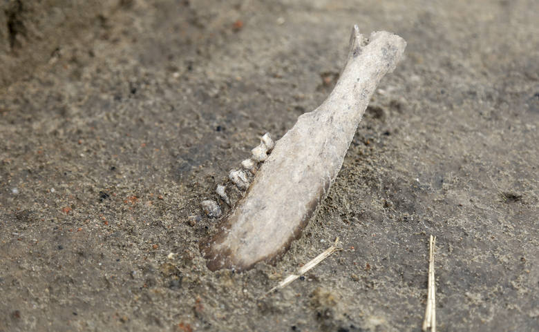 Ekipa archeologów z Uniwersytetu Rzeszowskiego, którymi kieruje prof. Sylwester Czopek, kontynuuje rozpoczęte w ubiegłym roku badania w Chotyńcu w gminie Radymno. Kolejne fragmenty amfor greckich na wino, scytyjskie grociki brązowe do strzał, szpile, paciorki, pierścień, część naszyjnika - m.in....