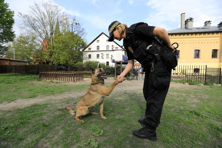 Dyżury straży miejskiej: bezpłatne konsultacje dla właścicieli psów [MIEJSCA, GODZINY]