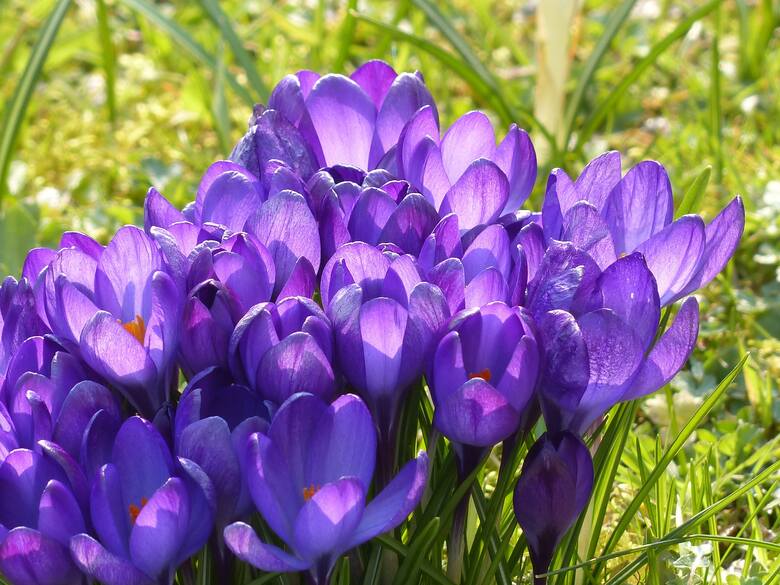 Krokusy jako jedne z pierwszych kwiatów uraczą nas barwnym kwitnieniem. Nie boją się mrozów, dlatego często wynurzają się na powierzchnię, gdy wokół