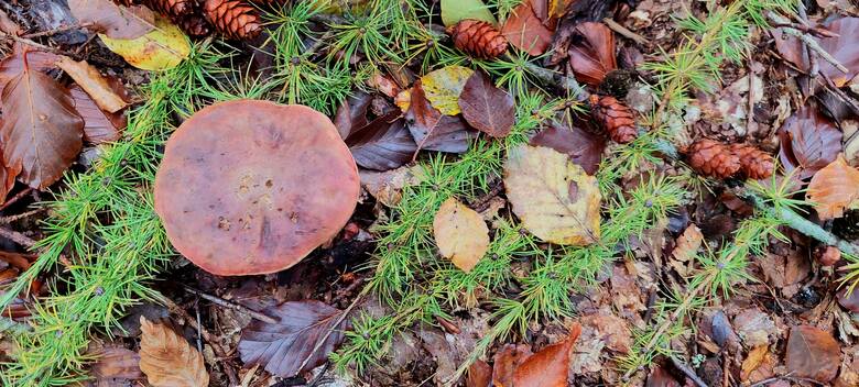 W listopadzie w lasach powiatu puckiego wciąż pełno grzybów