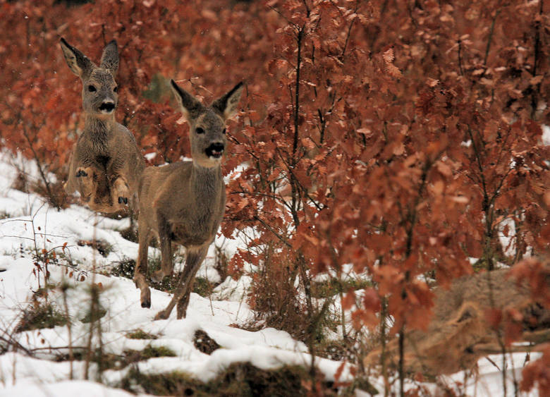 Czy zimą powinniśmy dokarmiać dzikie zwierzęta?