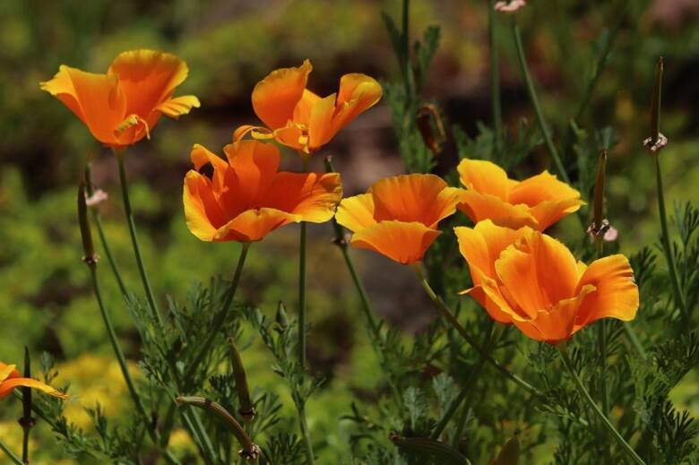Maczek kalifornijski jest oficjalnym kwiatem stanu Kalifornia.