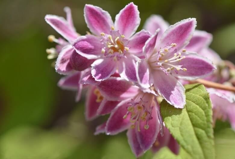 Żylistki mogą mieć kwiaty nie tylko białe, ale też zabarwione na różowo.